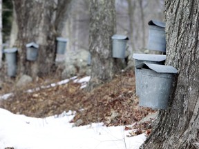 Sap buckets hang from maple trees, Wednesday, March 19, 2014 in Loudon, N.H. Despite a late start to the maple sugaring season because of cold temperatures, sap will be flowing as warmer weather arrives.