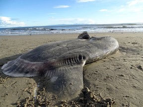In this Feb. 21, 2019 photo, provided by UC Santa Barbara, A hoodwinker sunfish lays on the beach at Coal Oil Point Reserve in Santa Barbara, Calif.