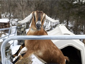 Lincoln, a 3-year-old Nubian goat, is poised to become the first honorary pet mayor of the small Vermont town of Fair Haven.  (Robert Layman/The Rutland Herald via AP) ORG XMIT: VTRUT302