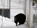Screen shot from YouTube video shows black bear emerging from hibernation on March 14, 2019, at the Ecomuseum Zoo in Ste-Anne-de-Bellevue.