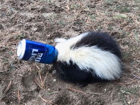A skunk got its head stuck in a beer can