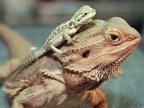 A one-month-old Australian bearded dragon sits on its mother's head at the Bronx Zoo.