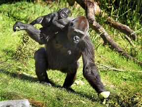 Bulera grabs a half head of cabbage before heading back into the gorilla house with her adopted baby Gandai during the pair's first excursion into the gorilla yard of the Jacksonville Zoo