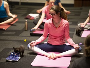 Cat yoga takes place at  the National Animal Welfare Conference in Montreal, April 14, 2019.
