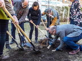 Politicians and dignitaries attended the 24th traditional tree planting of Earth Day at St. Mary's Hospital in Montreal on Monday April 22, 2019. Dave Sidaway / Montreal Gazette