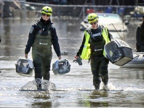 Laurie Desrochers, left, and Alexandra Masson of Sauvetage Animal Rescue carry cats who were taken from evacuated homes in Ste-Marthe-sur-le-Lac to be reunited with their owners on Monday April 29, 2019.