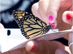 The Table de Quartier Sud de l’Ouest-de-l’Île (TQSOI) will be hosting an Earth Day Celebration on April 17, with the theme for the event being 'The Butterfly Effect.'