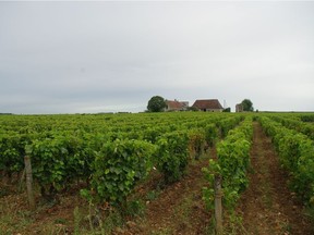 White wine is a mystery to even some of the most wine savvy. Here's a prime on the Loire Valley whites.