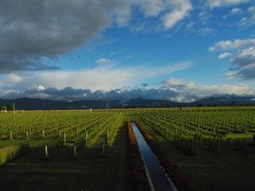 New Zealand's Marlborough region produces a distinctively aromatic version of sauvignon blanc.