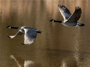 A pair of Canada geese take to the air.