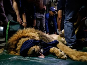 Members of the international animal welfare charity "Four Paws" check on a sedated lion at a zoo in Rafah, in the southern Gaza Strip, on  April 6, 2019, as they prepare to evacuate the animals out of a zoo in the Palestinian enclave and relocate to sanctuaries in Jordan. - Forty animals including five lions are to be rescued from squalid conditions in the Gaza Strip, an animal welfare group said.