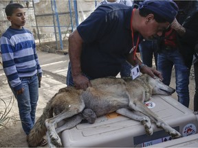 A member of the international animal welfare charity "Four Paws" checks on a sedated fox at a zoo in Rafah in the southern Gaza Strip, during the evacuation by the organisation of animals from the Palestinian enclave to relocate to sanctuaries in Jordan, on April 7, 2019.