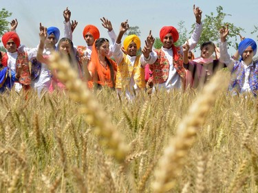 Indian Sikh youths perform the traditional Punjab Folk dance "Bhangra" in a wheat field on the outskirts of Amritsar on April 12, 2019, on the eve of the harvest festival Baisakhi, an ancient festival of Punjabis, marking the Solar New Year and also celebrating the spring harvest.