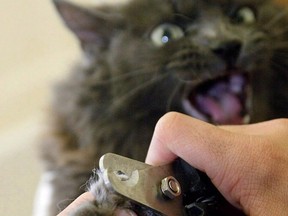 There are alternatives to declawing, such as using scratching posts and regular trimming claws.