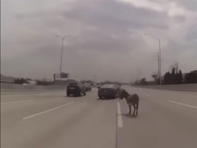 Officers spotted and corralled a donkey on the interstate near Chicago