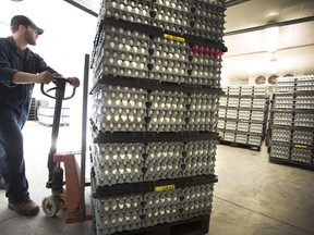 Jake Pelissero moves a flat of fresh eggs into a cooler on his egg farm in West Lincoln, Ont., on Monday, March 7, 2016. Some 17,000 hens and one rooster at Roger Pelissero's egg farm in West Lincoln live in cages that may be the envy of most other hens in Canada. The cages, which are about 1.5 metres wide and 3.7 metres long, contain about 60 hens per colony and are outfitted with perches, a scratch pad and two partitioned nesting areas for laying eggs in private.