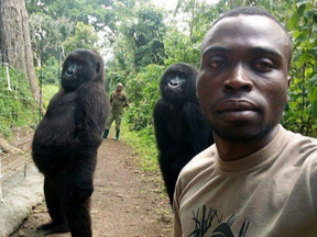 A park ranger in Congo has described how he captured a selfie with two gorillas that went viral.