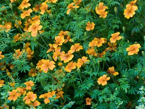 Marigolds at the Montreal Botanical Garden, which reopens in part on Monday, June 15.