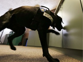 A police dog sniffs for clues.