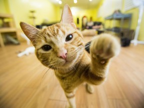 A kitten peers into a camera lens. "We recognize the importance of upholding evidence-based standards of care, avoiding harm to our patients, and above all else, embracing our role as animal welfare advocates," veterinarians Jordyn Hewer and Enid Stiles say.