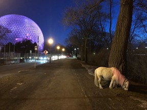 A Facebook page had been set up for sightings of a pink-maned pony said to be wandering Montreal.