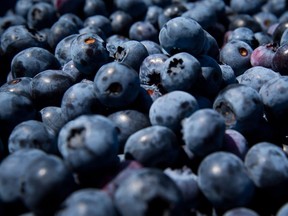 Blueberries, seen here, are very similar to bilberries.