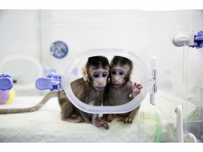 In this Jan. 22, 2018, file photo released by China's Xinhua News Agency, cloned macaques Zhong Zhong and Hua Hua sit in a lab at the non-human primate research facility of the Chinese Academy of Sciences. For the first time, researchers have used the cloning method that produced Dolly the sheep to create two healthy monkeys. That brings science an important step closer to being able to do the same with humans.