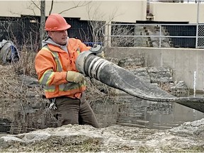 A North Bay-Mattawa Conservation Authority staff member puts output hose in place from a pump downstream from the Parks Creek backflood control structure, Thursday. Lake Nipissing reached the level where there is the potential for damage to shoreline properties and properties in the Parks Creek neighbourhood. The authority has  has extended its flood warning to next Tuesday. Supplied Photo