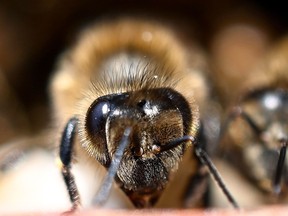 This photo taken on February 24, 2019, shows worker bees processing honey in a honeycomb frame inside a beehive box placed in a mustard field in Qutubgarh village on the outskirts of New Delhi. — Indian farmer Umed Singh Rana and his family started honey farming with rows of 100 beehives on their mustard farm on the outskirts of New Delhi in 2018, persuaded by a government program intended to boost the industry by providing subsidies of up to 80 per cent per beehive box, and the goal of doubling the farmers' incomes by 2022. The United Nations has designated May 20 as World Bee Day to raise awareness of the importance of bees.