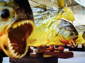 FILE - This 2014 file photo shows mounted piranhas at a market in Curitiba, Brazil. A famous South American chef was stopped as he brought 40 frozen piranhas in a duffel bag through Los Angeles International Airport recently. Virgilio Martinez, chef-owner of Central restaurant in Peru, says he hoped to serve the sharp-toothed fish during an LA food festival. Customs agents eventually let Martinez through with the piranhas. He used them that night on a salad.