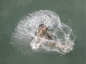 In this Friday, May 10, 2019, photo released by China's Xinhua News Agency, a spotted seal splashes into the water after being released by officials near Dalian in northeastern China's Liaoning province. Animal groups cheered the release of 37 spotted seal pups rescued from traffickers into the wild in northern China. (Pan Yulong/Xinhua via AP) ORG XMIT: XIN803