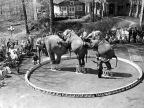 Christy's Elephants perform as part of the Hamid-Morton Trained Wild Animal Show for children who were patients at the Children's Memorial Hospital and Shriners' Hospital for Crippled Children in Montreal on May 6, 1941.