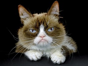 Grumpy Cat poses for a photo in Los Angeles on Dec. 1, 2015.