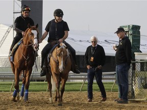 Improbable, left, is lead back to the barn as trainer Bob Baffert, second from right, and co-owner, Elliott Walden, walk along during training for Saturday's Preakness horse race at Pimlico race track in Baltimore, Friday, May 17, 2019.