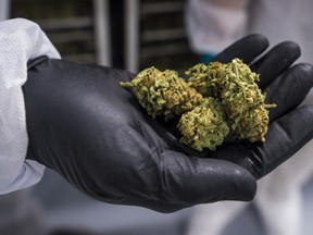 A new study has suggested that cannabis use by students was linked to impairments in working memory and inhibitory control, which is required for self-control. A handful of cannabis flowers are shown in Fenwick, Ont., on Tuesday, June 26, 2018.