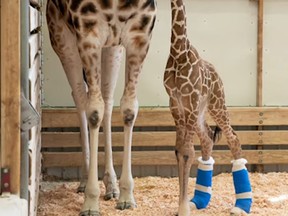 baby giraffe in Seattle Woodland Park Zoo