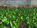 Today’s photo of a solitary blooming tulip in Victoria Square comes from Instagram user @pamplemouss27.