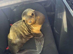 A baby seal lion sits in the back of a patrol car after being rescued along Highway 101 in South San Francisco, Calif., Tuesday, April 30, 2019.