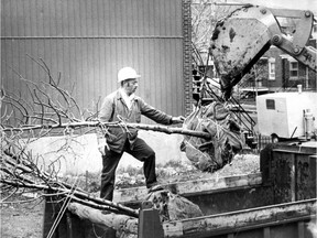 Tony Polifroni prepares to plant a tree in east end Montreal as part of an effort to replace the hundreds that were lost to Dutch elm disease. This photo was published in the Montreal Gazette on May 10, 1978.
