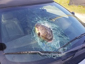 A South Carolina driver got a case of shell shock after a turtle flying through the air on a busy highway shattered his windshield.