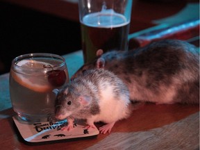 The San Francisco Dungeon invites patrons to “get drunk, see our show, touch rats and get drunk some more.“