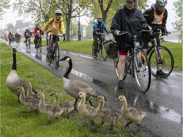Goslings are turned back from crossing bike path by their parents, as Tour de l'Ile participants make their way in the rain at Parc René-Lévesque in Lachine on Sunday June 2, 2019.
