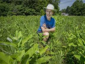 Baie-D'Urfé resident Robert Brown in the Monarch butterfly garden full of Milkweed plants he built in a green space next to Stafford St., just south of Westchester St. in Baie-D'urfe. The town wants to build a daycare in area that would threaten the green space and garden.