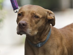 Pit bull dogs are usually targets of any proposed breed specific legislation (BSL).