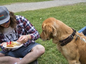 A dog keeps his eye on the prize during Canada Day celebrations in Canmore, Alta., on July 1, 2018.