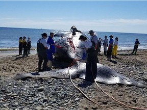 A dead right whale is shown on Miscou Island, N.B. in a June 8 handout photo. The Department of Fisheries and Oceans says the death of a right whale in the Gulf of St. Lawrence was not the result of a recent vessel strike or entanglement in fishing gear.