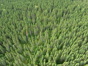 The boreal forest near Quebec's Broadback River in 2015. Outbreaks of eastern spruce budworm occur regularly in the boreal, Great Lakes and Acadian forest regions of Canada.