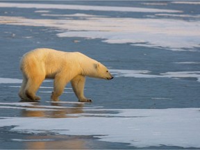 A polar bear walks on the frozen tundra near Churchill, Man. waiting for Hudson Bay to freeze over.