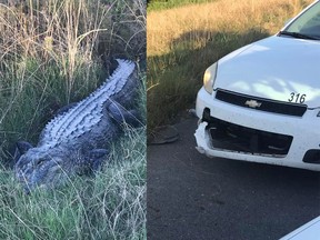 In the battle between an alligator and a sheriff's car, the alligator won.