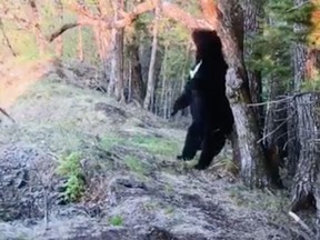 This bear really wanted a back rub